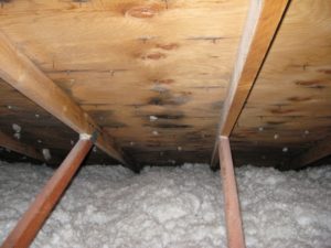 attic insulation and signs of mold found during inspection