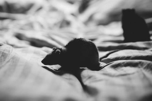 mouse in black and white running across a bed