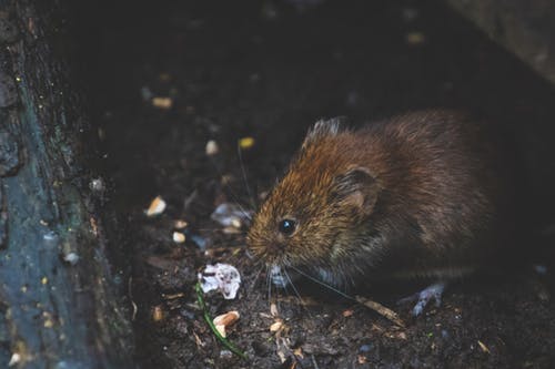 Mouse eating inside wal