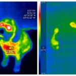 Thermal images of a dog and foot prints