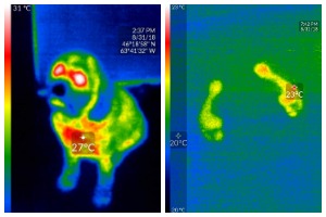 Thermal images of a dog and foot prints