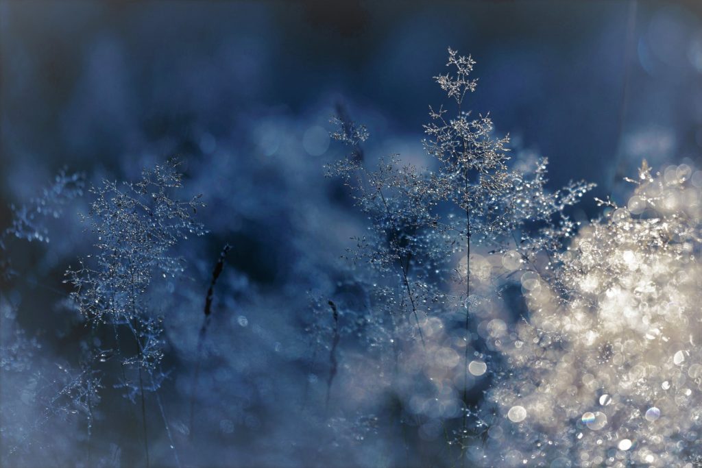 Ice on trees